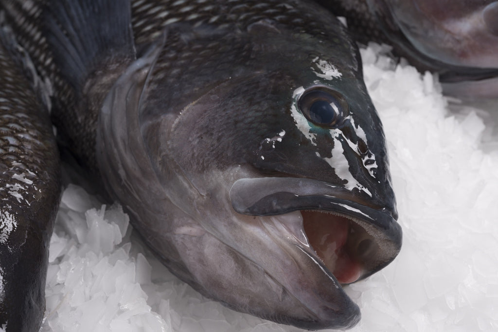 Black Sea Bass