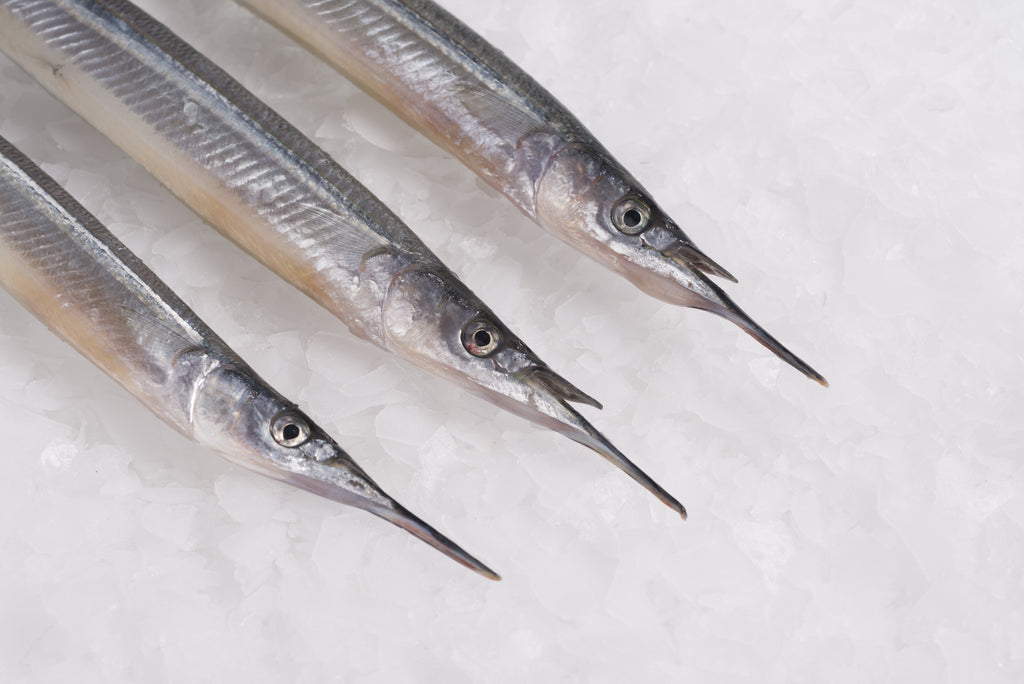 Japanese Needle Nose Gar