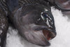 Black Sea Bass